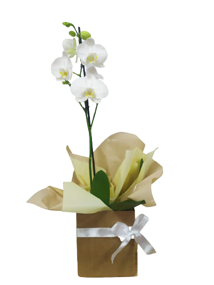 Orquídea Branca na Caixa
