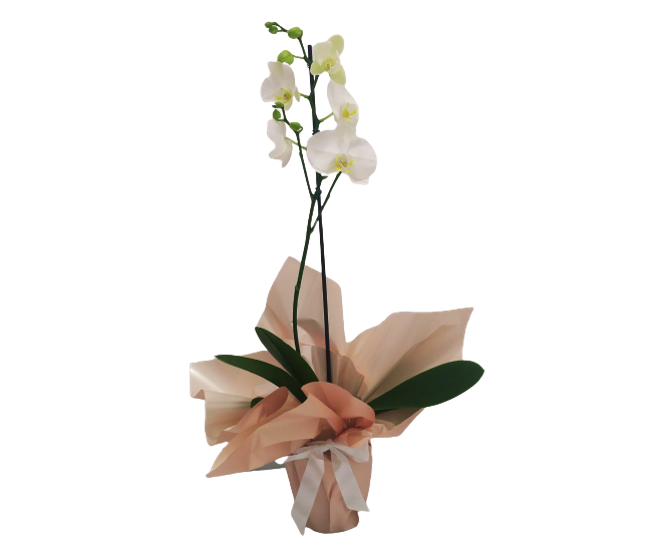 Orquídea Phalaenopsis Branca