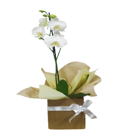 Orquídea Branca na Caixa