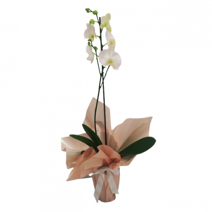 Orquídea Phalaenopsis Branca
