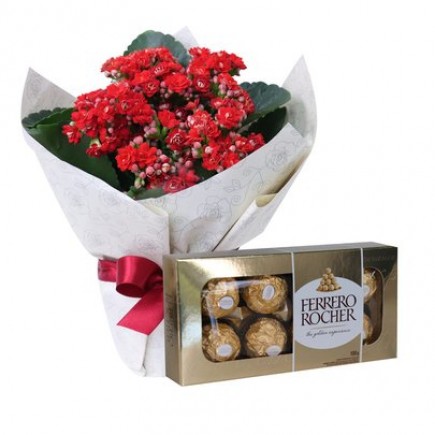 Kalanchôe Vermelha E Ferrero Rocher